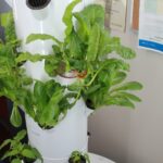 Cultiver le mieux-être : le programme des jardins verticaux de la BFC Cold Lake procure de grands bienfaits