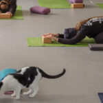 Pattes et Postures : Beethoven le Chat vole la vedette lors du Meow-Ga