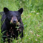 Black Bear Sighting at CFB Cold Lake