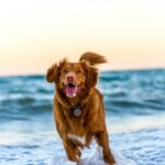 Renouvellement des licences pour animaux de compagnie en 2026 dans la Ville de Cold Lake