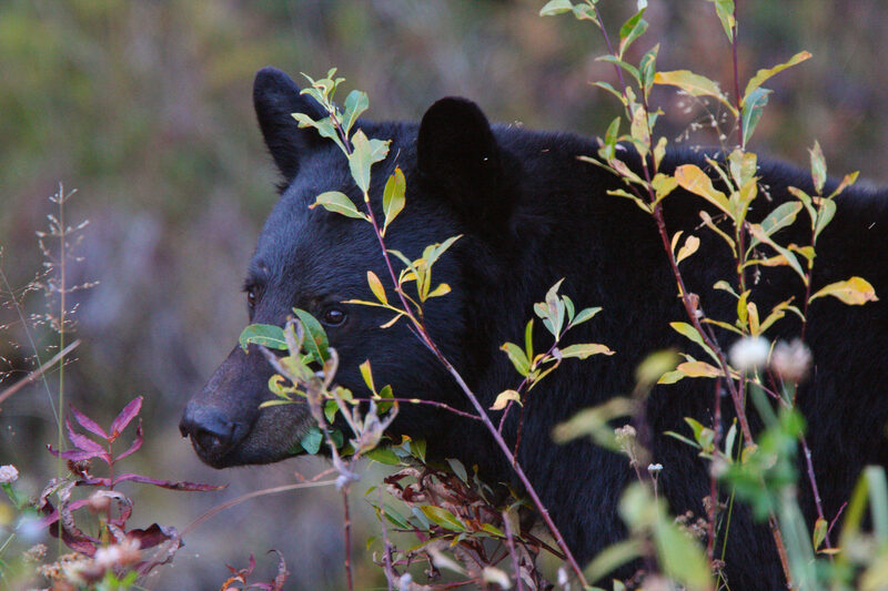 Black Bear along British Columbia highway