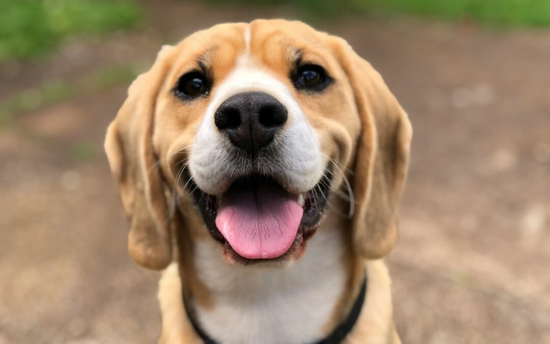 Une activité des plus amusantes vous attend à Paw-Casso