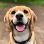 A Howling Good Time Awaits at Paw-Casso