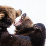 Padre’s Ponderings: Trying to Get By